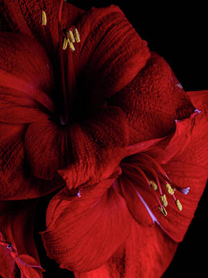 Floral Photos - Red Amaryllis by Nailia Schwarz