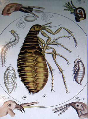 Queen -  Scientific drawing of a flea by Steve Estvanik