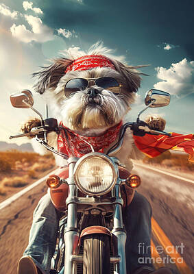 United States Map Designs Royalty Free Images - Shih Tzu riding a motorcycle down a desert highway Royalty-Free Image by Rhys Jacobson