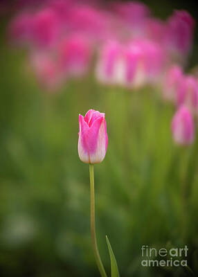 Fromage - Solitary Pink Tulip by Mike Reid