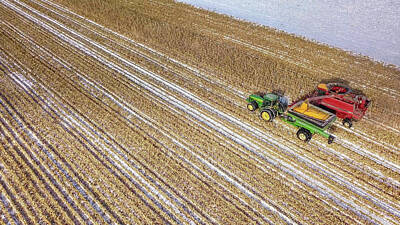 Bear Paintings - Stillwater Winter Corn Harvest by Greg Schulz Pictures Over Stillwater