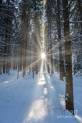 Vincent Van Gogh - Sun rays throuh the snowy forest by Nikolay Stoimenov