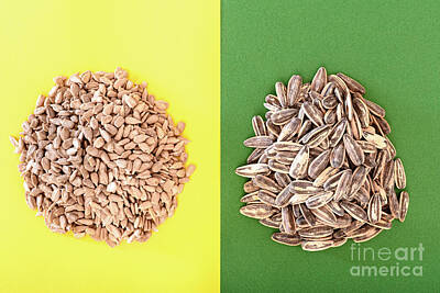 Fashion Paintings - Sunflower seeds rich in fatty acids and minerals, a healthy snac by Joaquin Corbalan