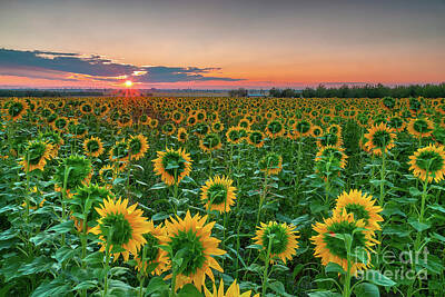 Sunflowers Royalty Free Images - Sunflower sunrise Royalty-Free Image by Nikolay Stoimenov