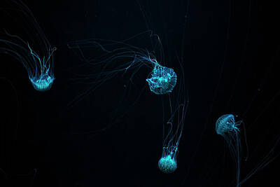 Animals Photos - Tiger Sea Nettle Jellyfish or Chrysaora Wurlerra by Rob D