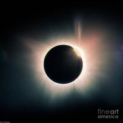 Birds Royalty Free Images - Total Eclipse Royalty-Free Image by May Finch