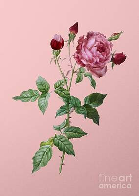 Roses Paintings - Vintage Provence Rose Botanical Illustration on Pink by Holy Rock Design