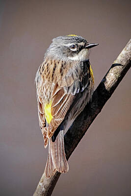 Ira Marcus Royalty-Free and Rights-Managed Images - Yellow-Rumped Warbler by Ira Marcus