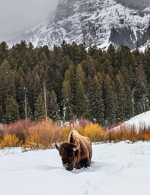 Photo Rights Managed Images - Bison In The Snow Royalty-Free Image by Mango Art