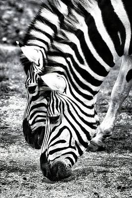 Fantasy Photos - Zebras by Robert Knight