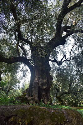 Stunning 1x - Olive trees Greece by GiannisXenos Photography