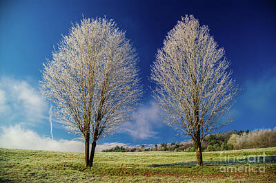 Studio Grafika Zodiac - Frozen trees on a cold New England morning by Don Landwehrle