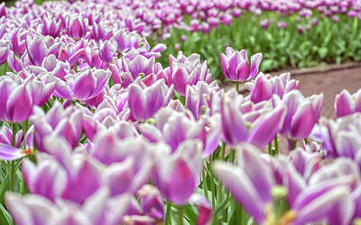 The Masters Romance - Tulips in Holland by James Byard