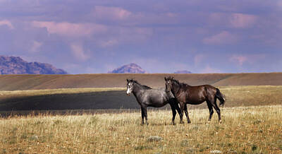 Animals Royalty-Free and Rights-Managed Images - Wild Horses by Laura Terriere