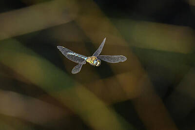 Fantasy Photos - A colorful migrant hawker flying over water by Stefan Rotter