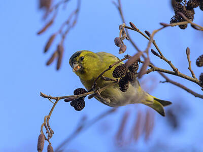 Featured Tapestry Designs - A Eurasian siskin sitting on a twig by Stefan Rotter