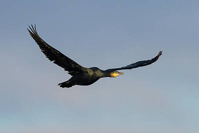 Hood Ornaments And Emblems - A great cormorant in flight on a sunny day in winter by Stefan Rotter