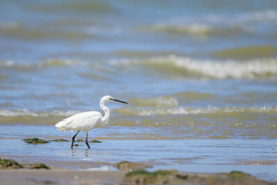 Animals Photos - A Little Egret walking on the beach by Stefan Rotter