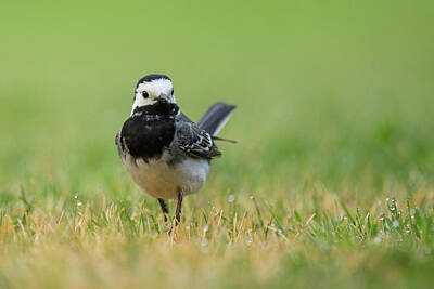 Target Threshold Watercolor Royalty Free Images - A White Wagtail running on a meadow Royalty-Free Image by Stefan Rotter