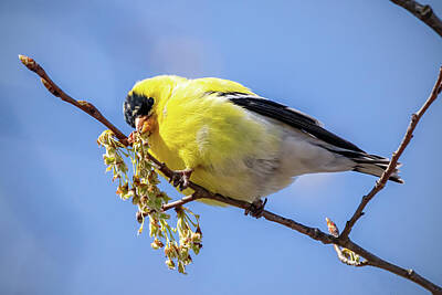 Ira Marcus Royalty-Free and Rights-Managed Images - American Goldfinch by Ira Marcus