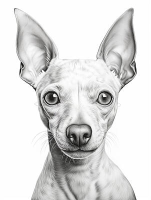 Landmarks Mixed Media - American Hairless Terrier Pencil Drawing by Stephen Smith Galleries