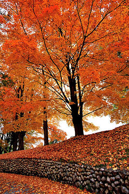 Spot Of Tea - Autumn Leaves, New England, USA by Glen Allison
