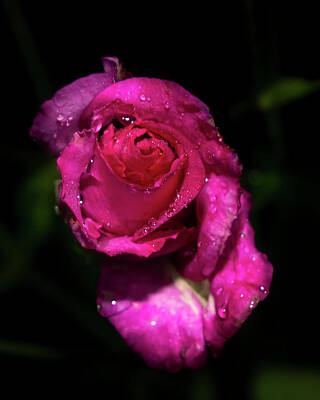 Vintage Baseball Players - Beautiful close up of a purple rose flower head. by Judit Dombovari
