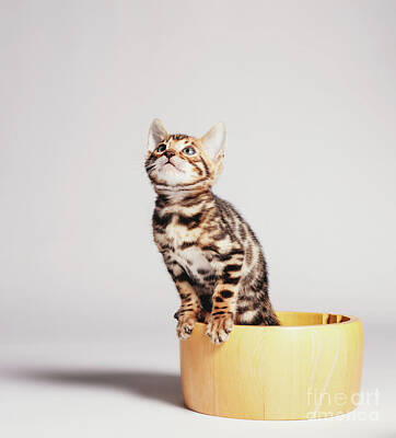 Portraits Photos - Bengal cat sitting in wooden bowl. Portrait on grey background. by Michal Bednarek