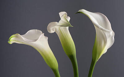 Popsicle Art Royalty Free Images - 3 Calla Lilies 5539 Royalty-Free Image by Bob Neiman