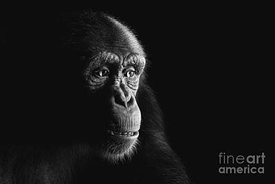 Mammals Rights Managed Images - Chimpanzee monkey face portrait on black Royalty-Free Image by Michal Bednarek
