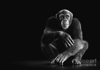 Portraits Photos - Chimpanzee monkey sitting portrait on black by Michal Bednarek