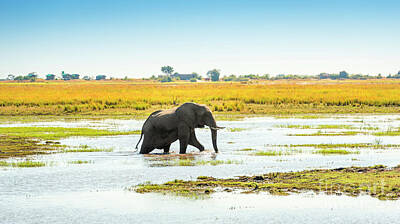 Animals Photos - Elephant in Chobe National Park Botswana by THP Creative