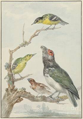 Target Project 62 Scribble - Four Different Birds on a Branch, Aert Schouman, c. 1730 - c. 1792 by Shop Ability