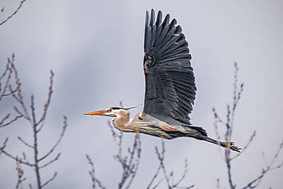Ira Marcus Royalty-Free and Rights-Managed Images - Great Blue Heron in Flight by Ira Marcus