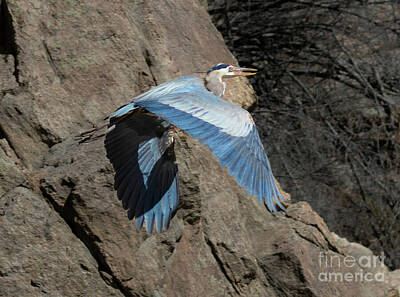 Animals Photo Royalty Free Images - Great Blue Heron in Flight Royalty-Free Image by Steven Krull