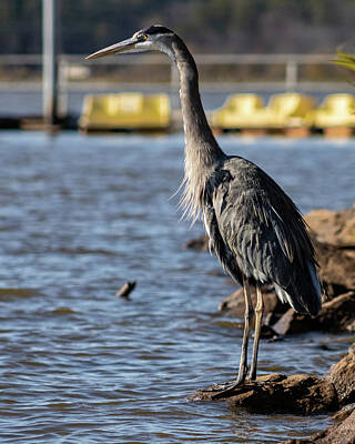 Going Green Rights Managed Images - Great Blue Heron Royalty-Free Image by Rick Nelson