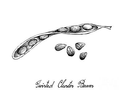 Food And Beverage Drawings - Hand Drawn Sketch of Twisted Cluster Beans by Iam Nee
