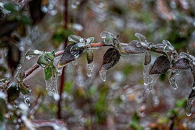Fromage - Icicles Branches and Leaves by Robert Ullmann