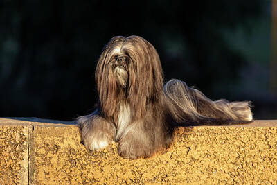 Lovely Lavender - Lhasa Apso by Diana Andersen