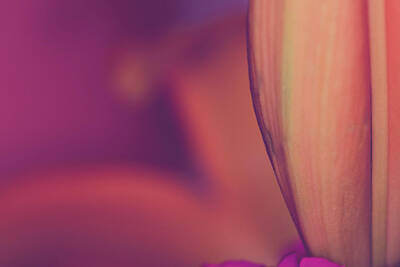Abstract Flowers Photos - Lily. Close-up of an orange Lily flower. Macro horizontal photography by David Ridley