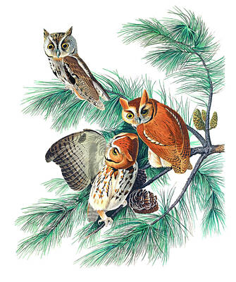 Landmarks Drawings - Little Screech Owl by John James Audubon by Mango Art