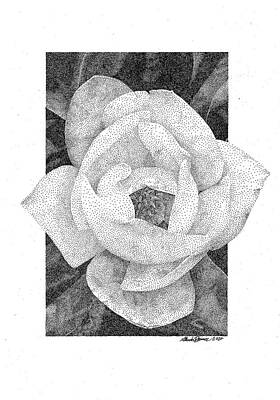 Floral Drawings Rights Managed Images - Magnolia Royalty-Free Image by Miranda Brouwer