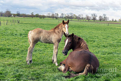 Pretty In Pink Royalty Free Images - Mare and Foal Royalty-Free Image by David Arment