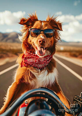 Achieving Royalty Free Images - Nova Scotia Duck Tolling Retriever riding a motorcycle down a desert highway Royalty-Free Image by Rhys Jacobson
