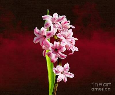 Floral Royalty Free Images - Pink Hyacinth Royalty-Free Image by Meehow