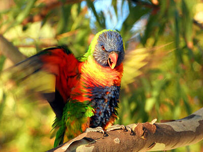 Ring Of Fire Royalty Free Images - Rainbow Lorikeet in Tree Royalty-Free Image by Chris B