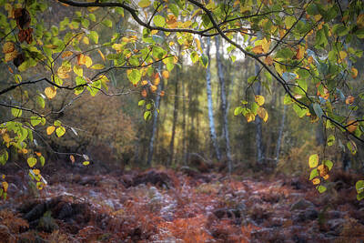 Vintage Tees - Stunning Autumn Fall landscape detail image in colorful woodland by Matthew Gibson