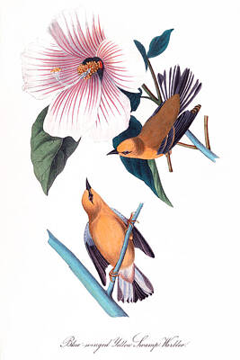 Birds Drawings - The Birds of America  by Mango Art