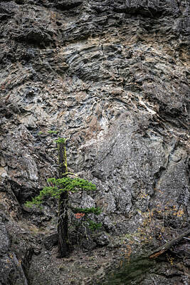 Botanical Farmhouse - Twisty gnarled old tree growing on a mountain face, Lillooet,  British Columbia, Canada by Bill Pusztai