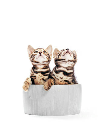 Portraits Photos - Two young Bengal cats portrait in a wooden bowl. Isolated on white by Michal Bednarek
